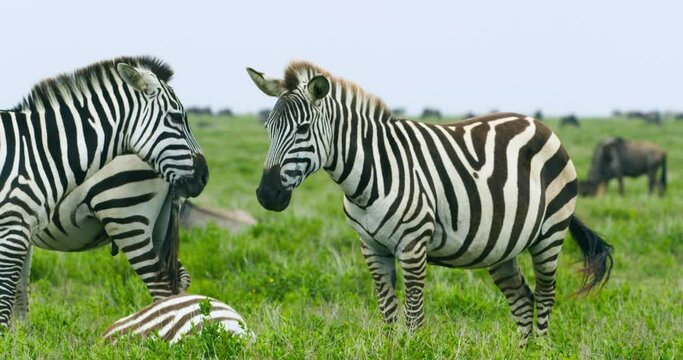 Two Zebras standing motionlessly in the African wilderness.