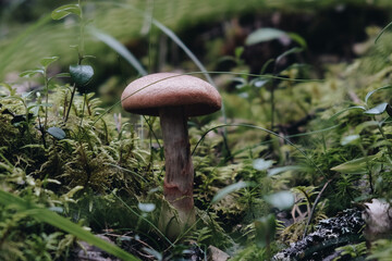 Wild mushroom in moss in autumn weather