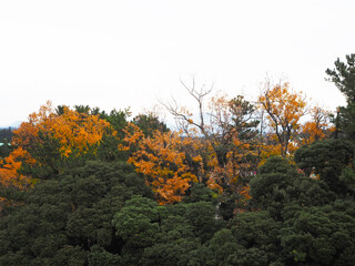 Green leaves turning orange in autumn, Jeju, South Korea