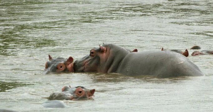 A wildlife view of Hippos resting in a river under the light rain.