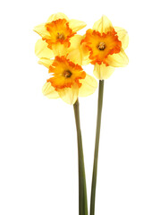 Three stems and flowers of the split-cup daffodil cultivar Spanish Fiesta