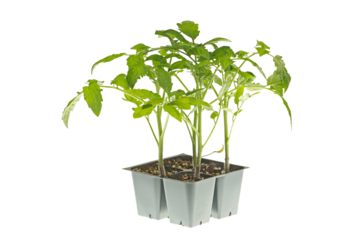 A pack of four tomato seedlings (Solanum lycopersicum or Lycopersicon esculentum) ready to be transplanted into a home garden isolated