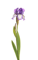 Stem with a purple and white plicata flower of bearded iris (Iris germanica) and two unopened buds isolated