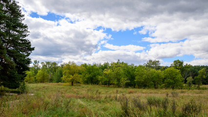 autumn deciduous forest with yellow dry grass and beautiful clouds in the sky on a clear day