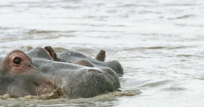 Hippo animals washing in water in the Serengeti national park.