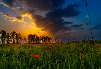 meadow against the sky