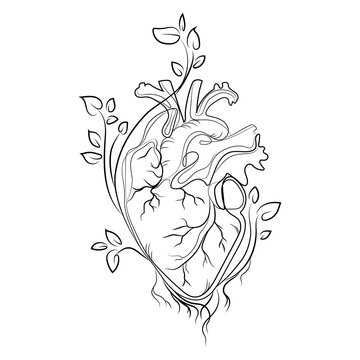 Anatomical human heart from which branches and leaves of trees grow Line art drawing vector illustration.Human heart black and white sketch,creative idea for tattoo,logo,print,icon and other design.