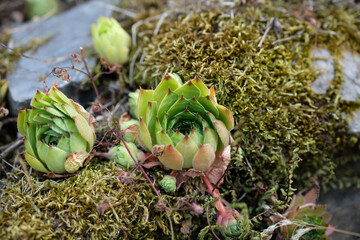 Sempervivum aka houseleeks, liveforever or hen and chicks, a succulent perennial forming mats composed of tufted leaves in rosettes.
