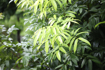 Green Broad leaves Mahogany closeup
