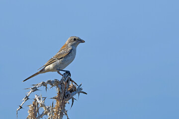 Red-backed shrike - Lanius collurio,Greece