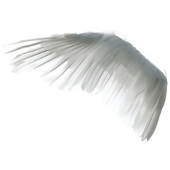 White wing