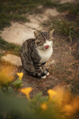 Photo of a beautiful domestic cat in the garden.
