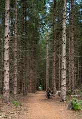 Larc wood forest with a hiking path, low angle view, The Netherlands