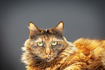 Bobtail cat on a dark background. Looks at the photographer. Studio photo of animals. Vignetting. Front photo