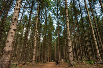 Fototapeta premium Larc wood forest with a hiking path, low angle view, The Netherlands
