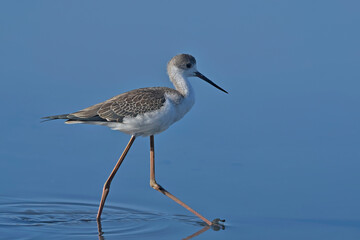 Juvenile Black-winged Stilt (Himantopus himantopus) , Greece