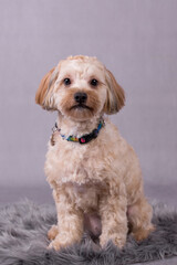 the cute white Maltipoo Dog