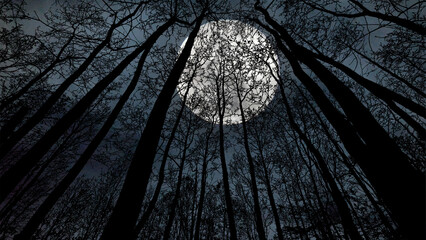 moon in the forest night background