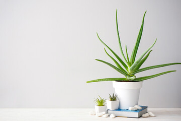Aloe vera and succulent plants against a gray wall, space for text.