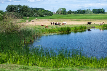 Fototapeta na wymiar Grazing cattle at the green meadows of the flood zone of the river Vecht, Holten, The Netherlands