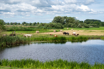 Fototapeta na wymiar Grazing cattle at the green meadows of the flood zone of the river Vecht, Holten, The Netherlands