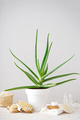 Aloe vera and composition of body care and beauty products on a gray background. Vertically.