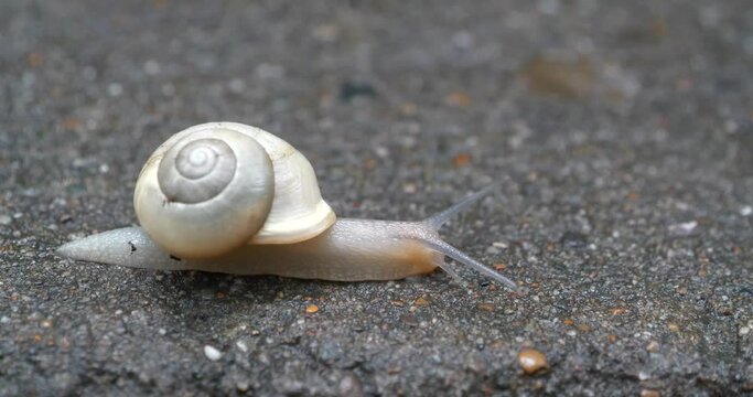 White translucent snail with a white shell crawls along the wet asphalt. Cinema 4K 60fps video