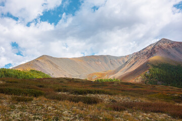 Dramatic motley autumn landscape with forest near multicolor mountain cirque in sunlight under cloudy sky. Vivid autumn colors in mountains in changeable weather. Mosses and shrubs on sunlit hill.