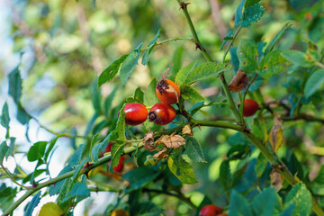 Hagebutten am Busch