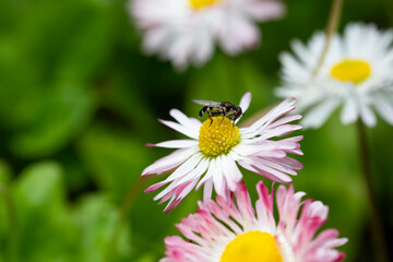 Obraz premium Natural background with blossoming daisies bellis perennis . Soft focus