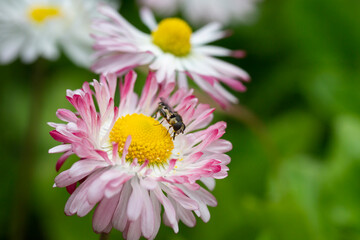 Natural background with blossoming daisies bellis perennis . Soft focus © Anna