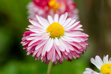 Natural background with blossoming daisies bellis perennis . Soft focus © Anna
