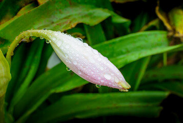 One large unopened white lily bud with numerous drops of water on it after rain. Focus on flower