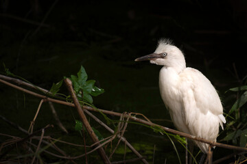 Great egret (Ardea alba) on branch with natural black background