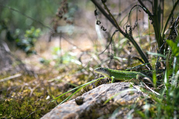 European green lizard in its natural habitat