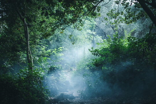 Mysterious, foggy forest pathway. Ida Mountain (Kazdaglari) National Park.