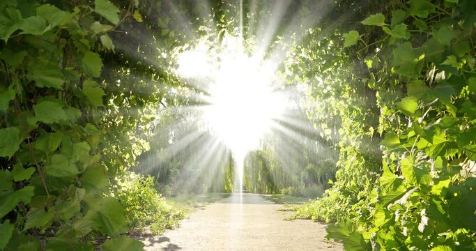 Garden of Eden. Bright road to heaven. Divine radiance, amazing beautiful tunnel of grape leaves that flutter in wind and unearthly light shines from the sky. Cinema 4K zoom-in slow motion video