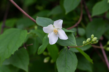 Obraz premium Philadelphus They are named mock-orange in reference to their flowers, flowers and jasmine Jasminum