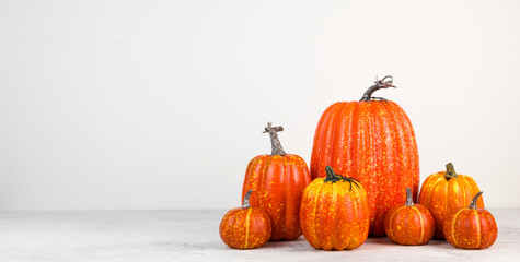 Harvest of pumpkins of different sizes on whaite background. Autumn banner with place for text