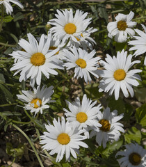 Marguerites blanches