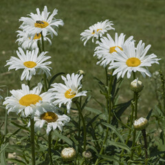Marguerites blanches