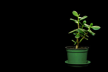 houseplant Crassula in a pot on a black background.