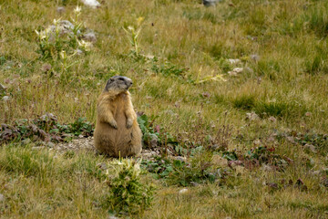 Marmot of the Italian Alps