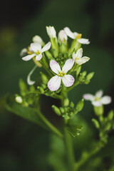 close-up of radish plant flowers in the garden, soft-focus background with copy space, macro