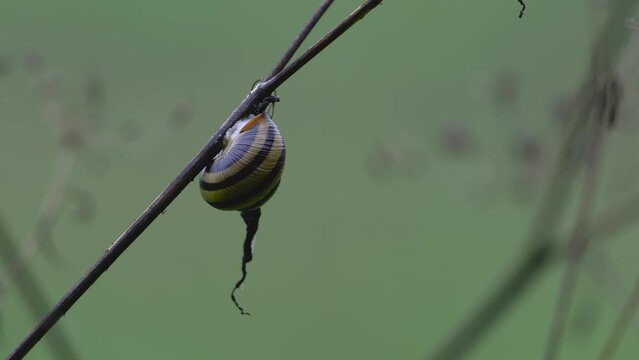Snail with house on a dry twig (Gastropoda) - (4K)