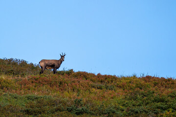 Chamois buck on the autumnal mountains at a september morning