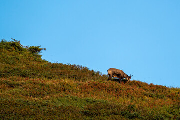 Chamois buck on the autumnal mountains at a september morning