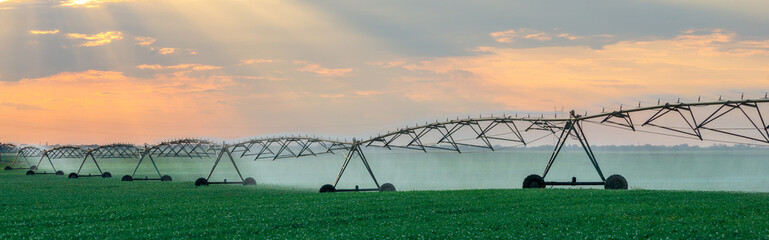 Agricultural irrigation system watering green peas field in summer