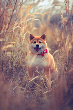 Portrait of shiba inu with red bow tie in a grass field