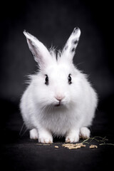 Obraz premium The portrait of white rabbit